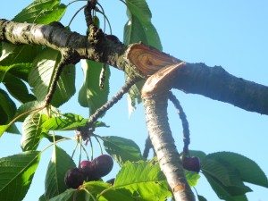 Tailler une branche de cerisier cassée