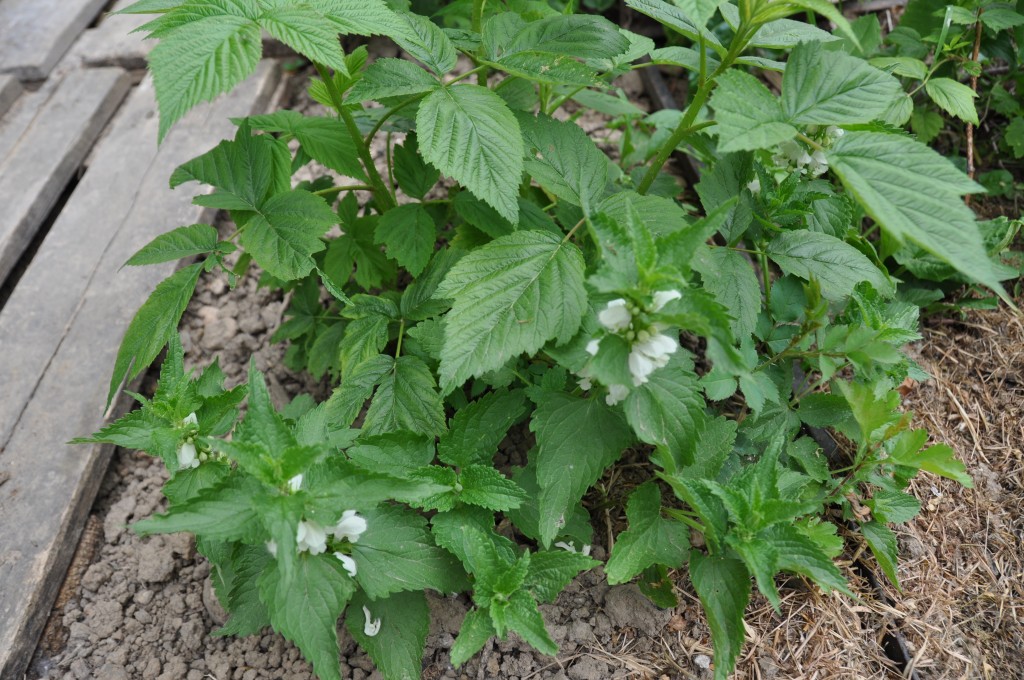 Le lamier blanc pousse bien à l'ombre de mes framboisiers