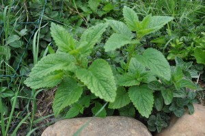 La mélisse, une plante aux mille vertus!