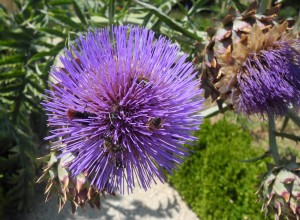 Fleur de cardon et d'artichaut