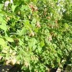 Une belle récolte de framboises arrive Une belle récolte de framboises arrive
