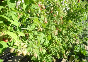 Une belle récolte de framboises arrive