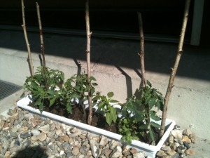 Mes tomates (Jérémie)