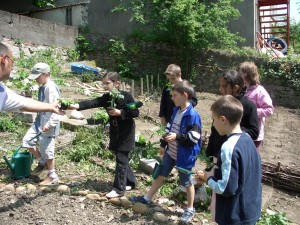 Repiquage de légumes dans notre jardin en carrés