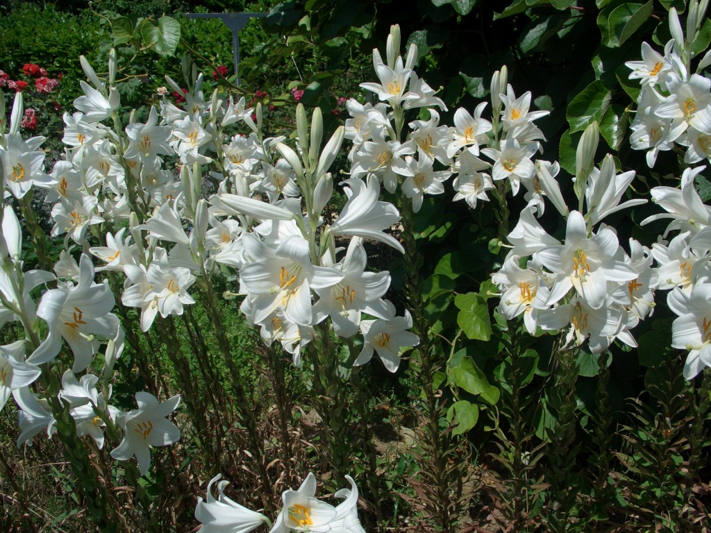 Lys de mon jardin