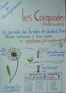 Astéracées Composées