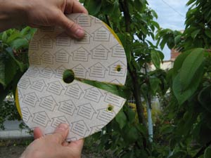 Piège pour mouches à cerises