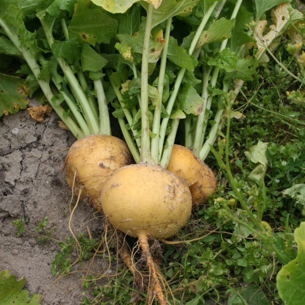 Un des navets: Navet jaune boule d'or