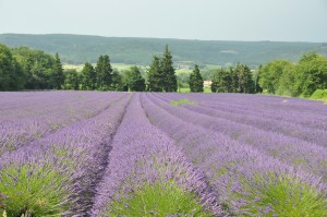 Champ de lavande dans la Drôme