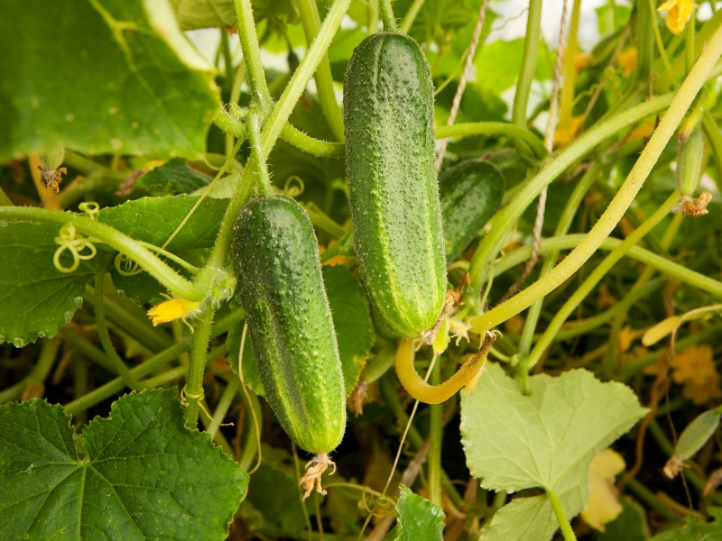 Cornichons