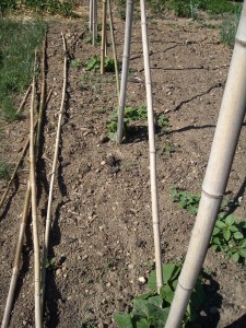 Christophines plantées en rang