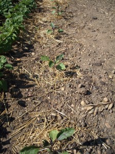 Mes aubergines plantées en rang