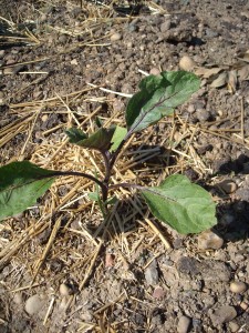 Plant d'aubergine