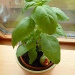 Evolution de mon Basilic