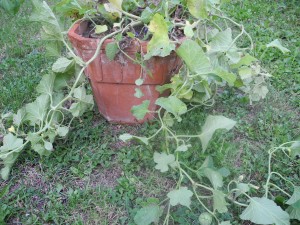 Melons en pots