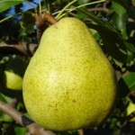 Poire