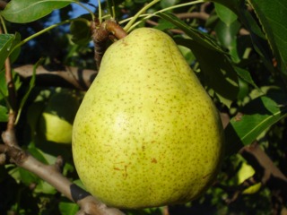 Poire