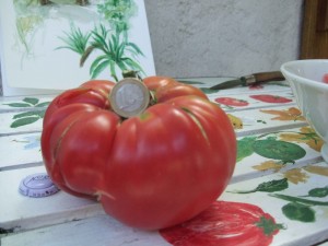 Tomate russe Début août