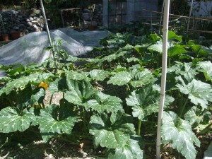 Une courge, une courgette semi-longue