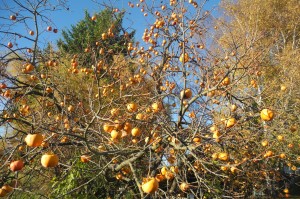 L'arbre à tomate