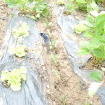 Plantation de poireaux