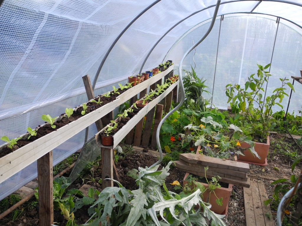 Salades repiquées sous serre