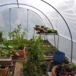 Plantations sous serre