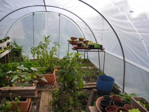 Plantations sous serre