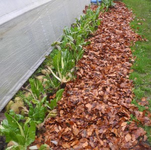 Feuilles mortes