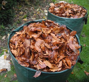 Feuilles mortes de hêtre