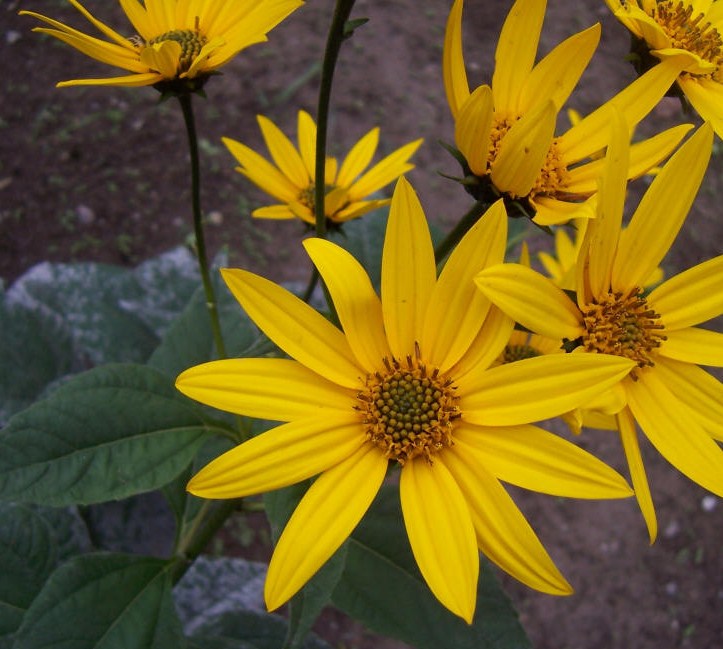 Fleurs de topinambours