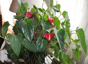 Anthurium