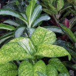 Aglaonema