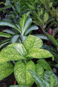 Aglaonema