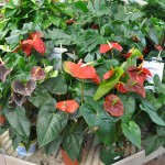 Anthurium