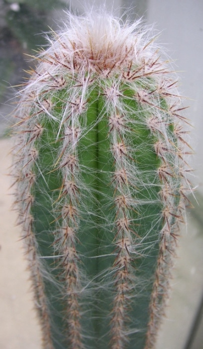 Cactus colonnaire