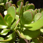 Crassula