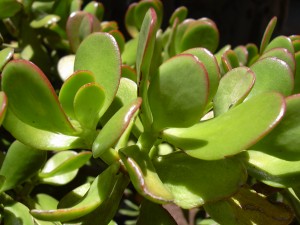 Crassula