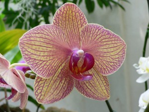 Orchidée Phalaenopsis