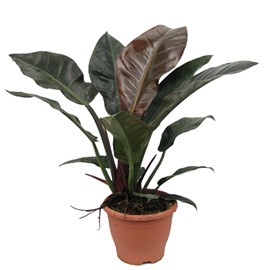 Philodendron rouge