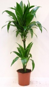 Dracaena fragrans