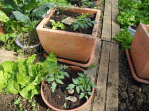 Tomates en pots