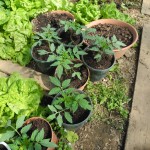 Tomates-cerises en pots sous serre