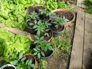 Tomates-cerises en pots sous serre