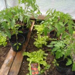 Plants de tomates sous serre