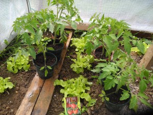 Plants de tomates sous serre
