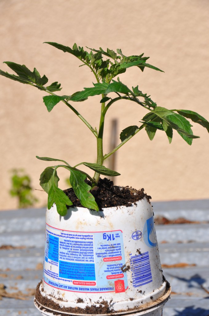 Tomate en pot