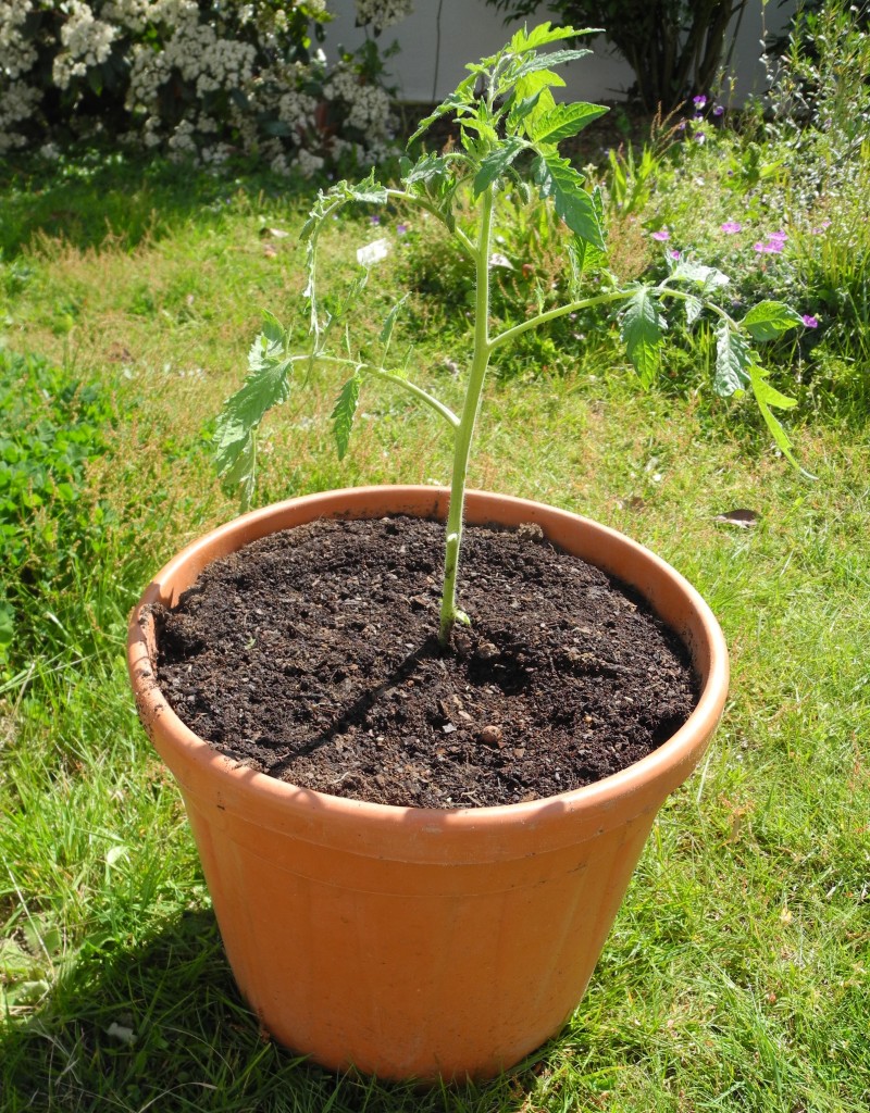 comment planter tomate en pot