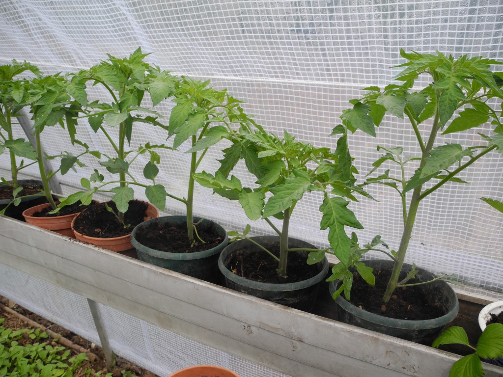 Plants de tomate sous serre