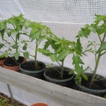Plants de tomate sous serre
